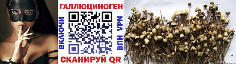 площадка телеграм  Кола  Псилоцибиновые грибы Psilocybe 